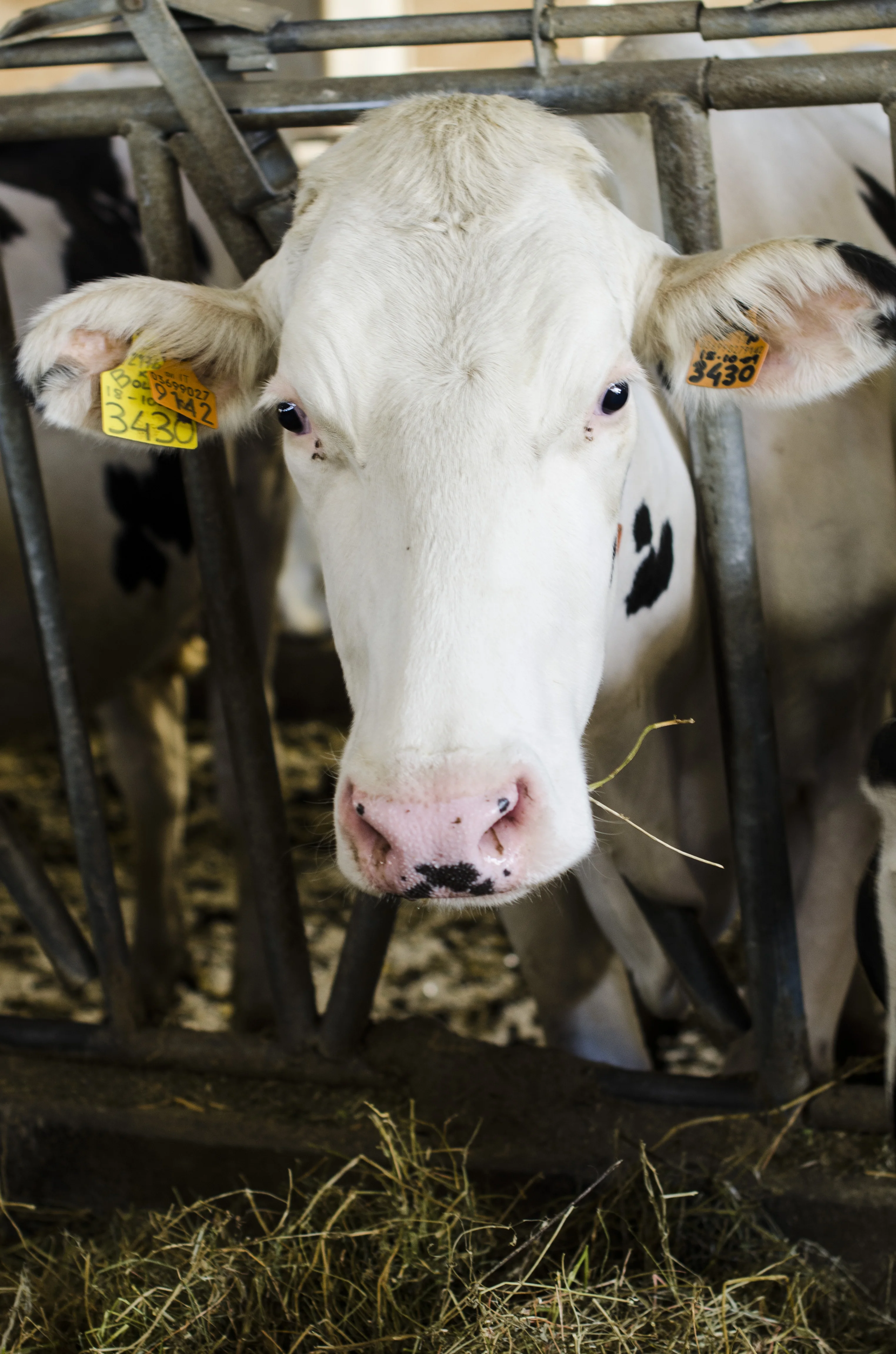 
Made in Italy Parmigiano Reggiano Cheese Wholesale 96 Months 1 kg 