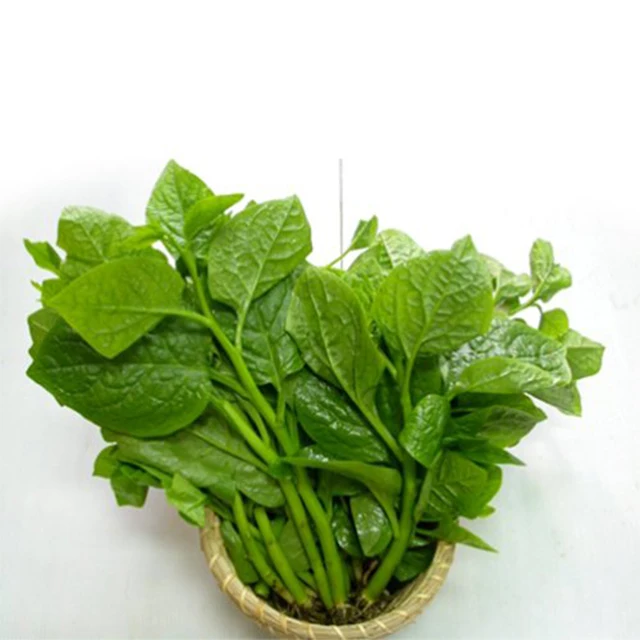 Fresh Malabar Spinach / Fresh vegetable from Vietnam / Fast delivery and carefully packaged