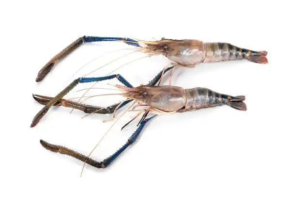 quality grade frozen river shrimp from Thailand by SP Organic