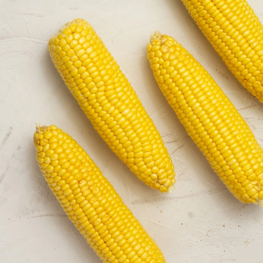 Wholesale Price  Yellow Corn Maize Seeds 100% Natural Quality Corn Seeds For  human consumption and Poultry Animal Meal world