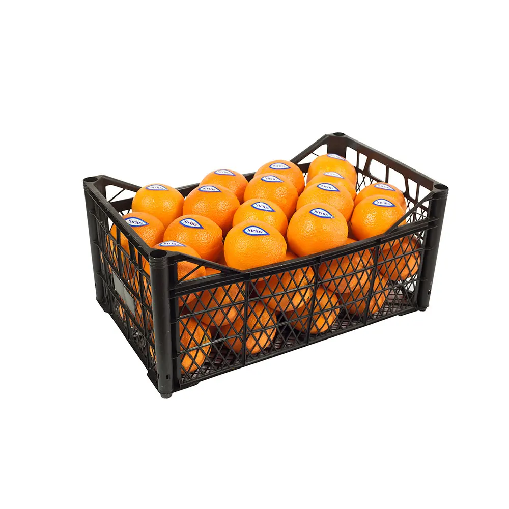 
Juicy Fresh Orange 2020 Citrus Ready Export Premium New Crop from Turkey 
