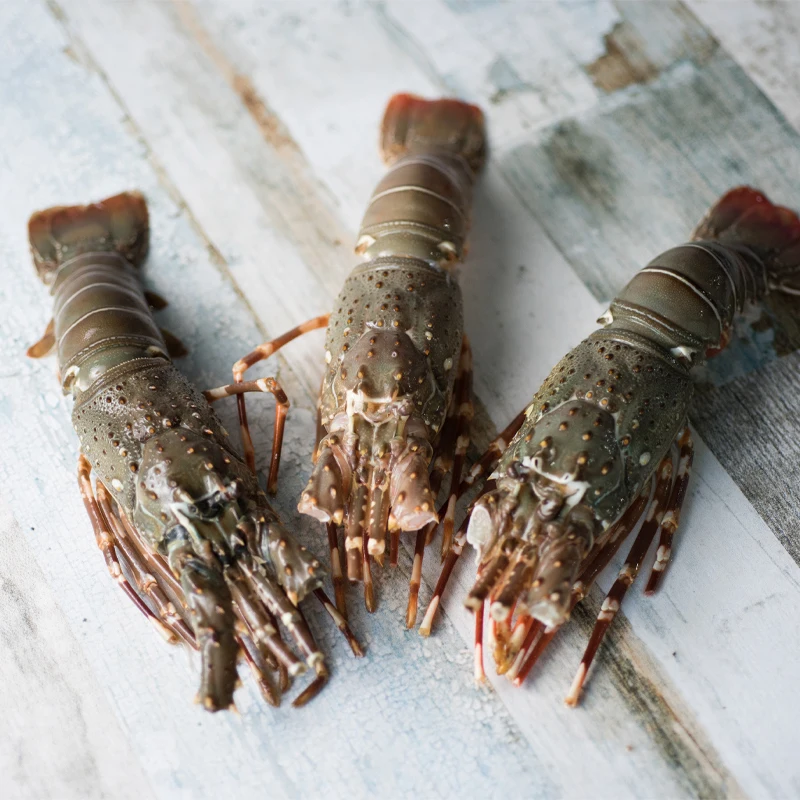 Best Quality Seafood (50-80 gm/pcs) IQF Bulk Packing 10 kg/ctn Whole Frozen Bamboo Lobster From Indonesia