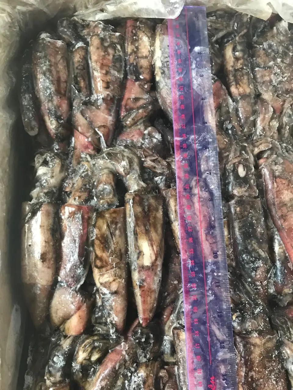 HIGH QUALITY - FROZEN BLACK SQUID