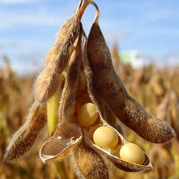 
High Quality Soy Beans 