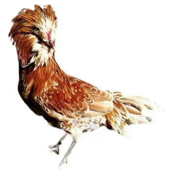 Удобрённое яйцо особой курицы, апельсин физан из Турции, Лучшая цена, высокое качество