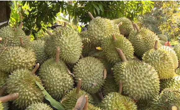 Вьетнам свежий/замороженный дуриан высокое качество M.S LANI WHATSAPP + 8 4969331308