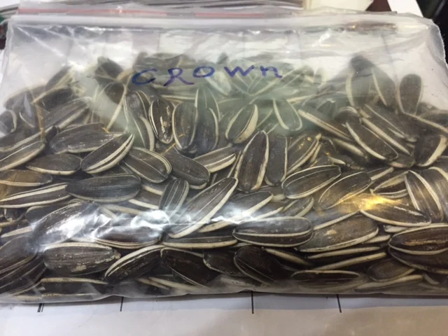 SUNFLOWER SEED BANGLADESH