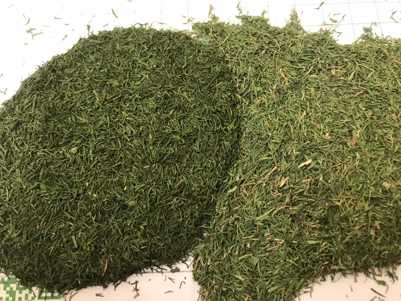 dill  weeds light green color no ash content no admixture  no impurities Anethum graveolen high quality  fresh crops