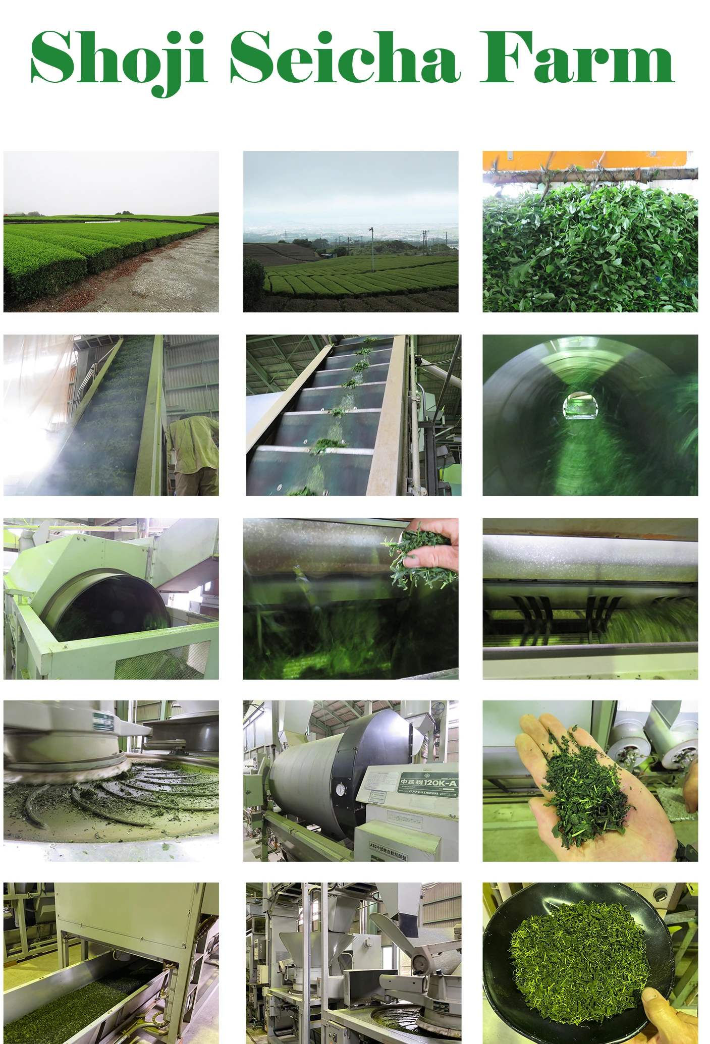 shoji seicha-farm photo.jpg