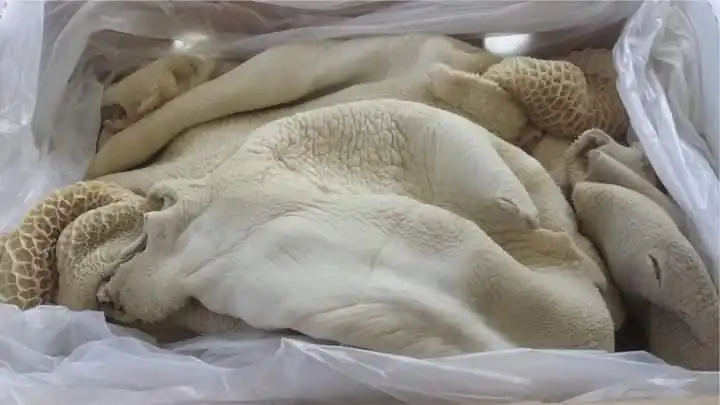 Beef Tripe / Frozen Beef Tripe