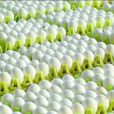 Fresh Chicken Table Eggs, White and Brown Broiler Chicken Eggs