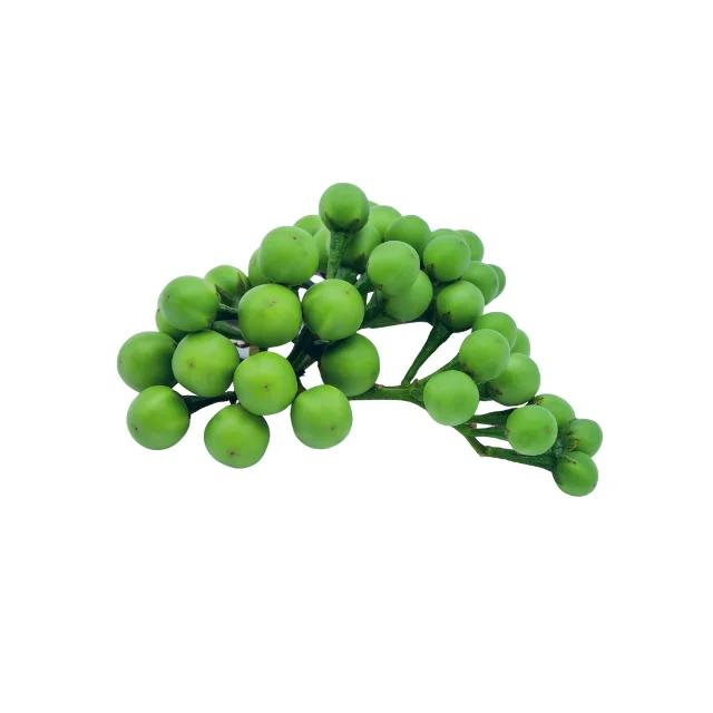 
Top Quality Pea Eggplant for Sale with Export Standard WhatsApp +6287878942750 