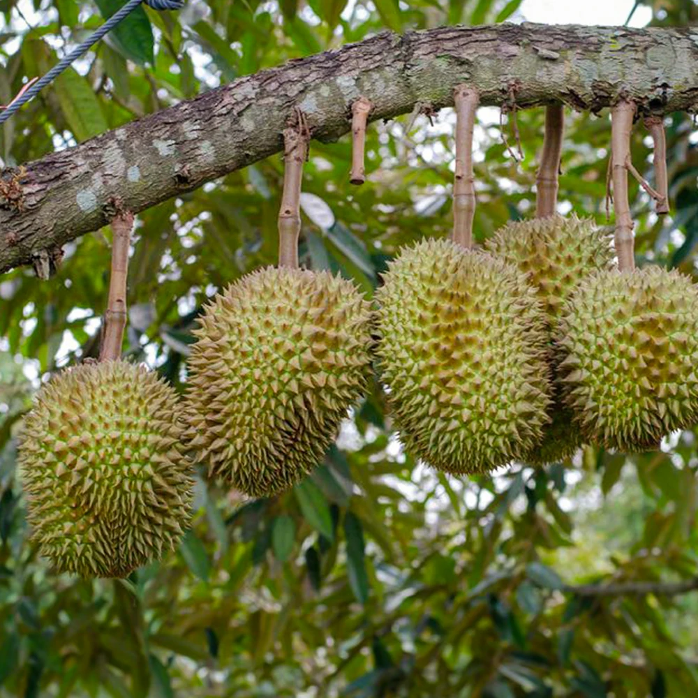 Оптовая продажа оптовая дешевая цена свежий дуриан мононг с 100% натуральным сладким из Таиланда