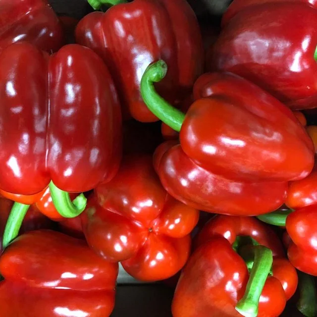 Оптовая продажа перца/свежий Перцовый овощ/свежий перец Франция
