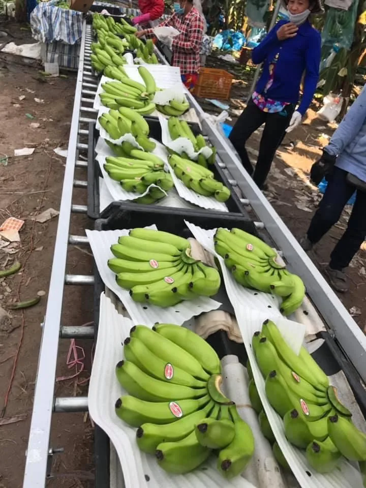 HIGH QUALITY BANANA, GOOD FRUIT FOR HEALTH