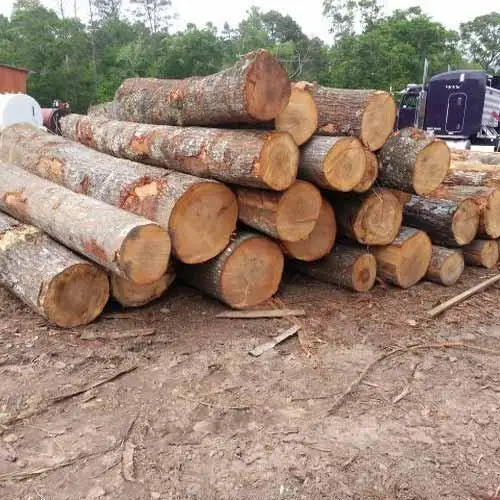 Raw  cut Beech Logs , Cherry Logs, Birch Logs for sale/western red cedar logs for sale