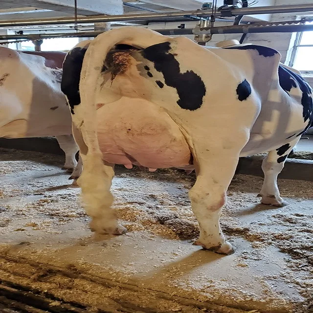 live bull cattle for sale