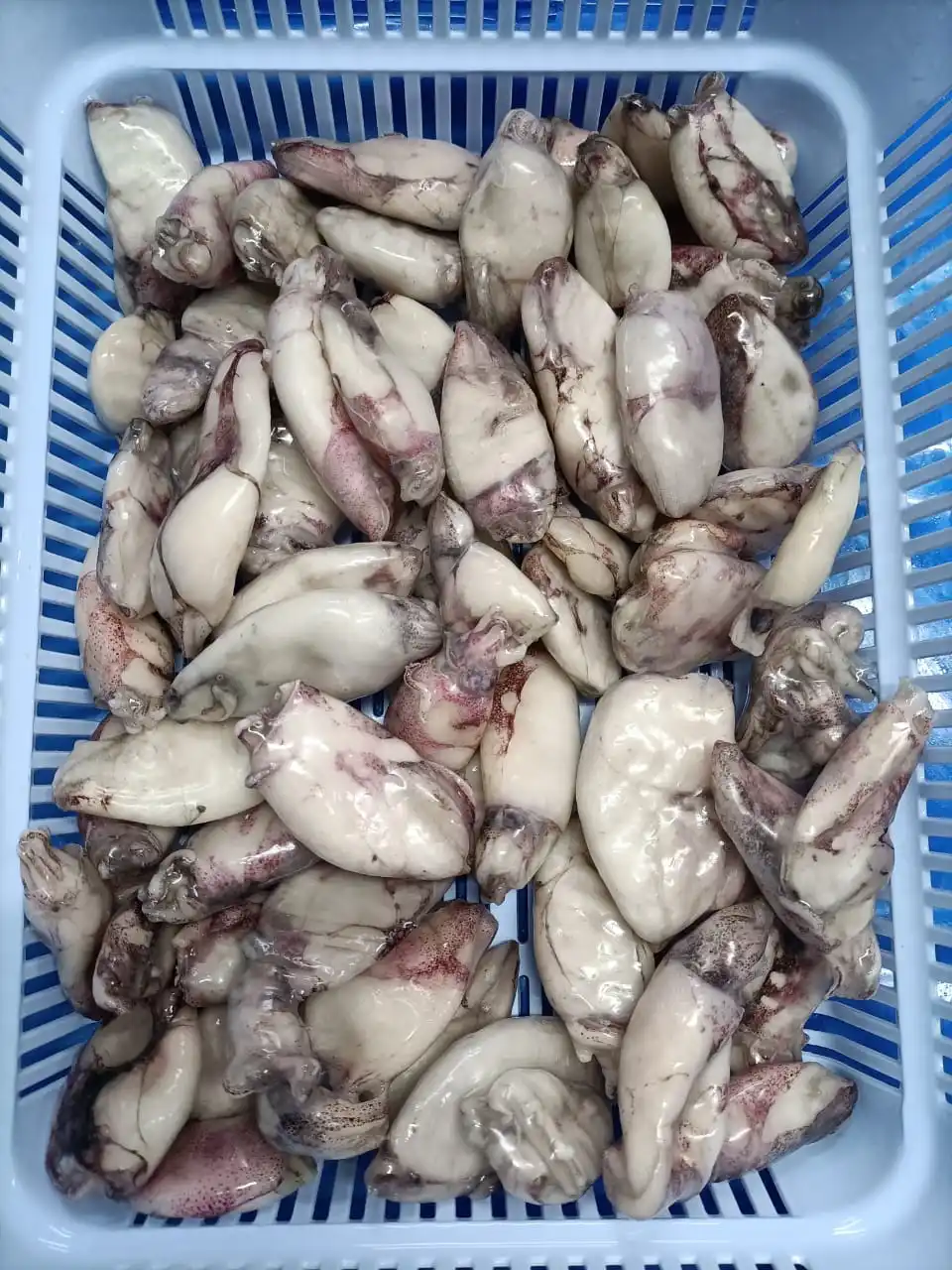 Frozen Baby squid IQF without pin bone from India