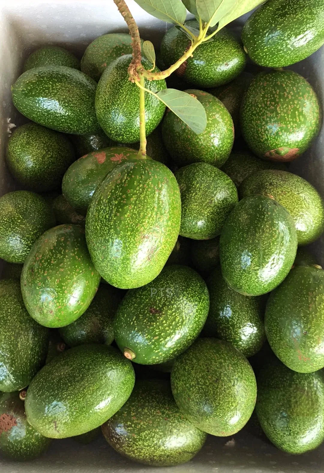 
New Crop Fresh Vietnam Avocado Good Price For Wholesale 