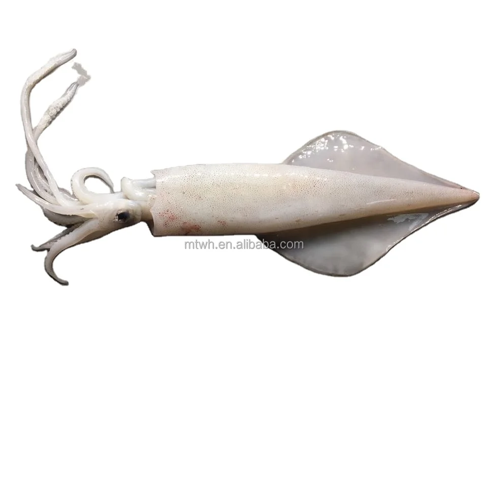 Squid Ring Wholesale Price Customizable Fresh Seafood Todarodes Frozen Squid Ring
