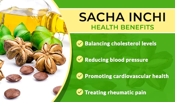 Самое лучшее качество Сача Инчи/Inca Инчи/арахиса Inca масла с высоким содержанием белка и омега из Вьетнама Ms. Люси + 84 929 397 651