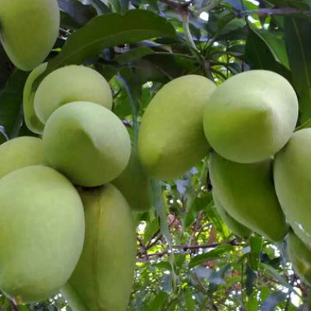 Свежий манго (KAEW манго) гарантированно сладкий и свежий/посажен на юге Вьетнама