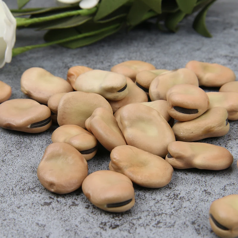 Broad Beans Fava Beans Butter Beans