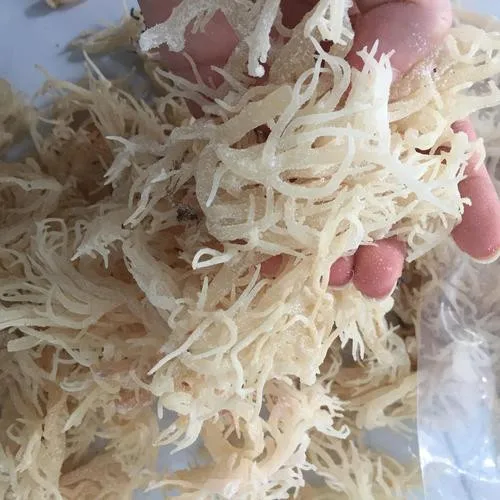 Морское Птичье гнездо 100% органические коралловые водоросли EUCHEUMA COTTONII повышающие иммунную систему мисс Джой + 84397147287