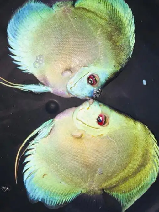 
Discus Fish (Symphysodon) 