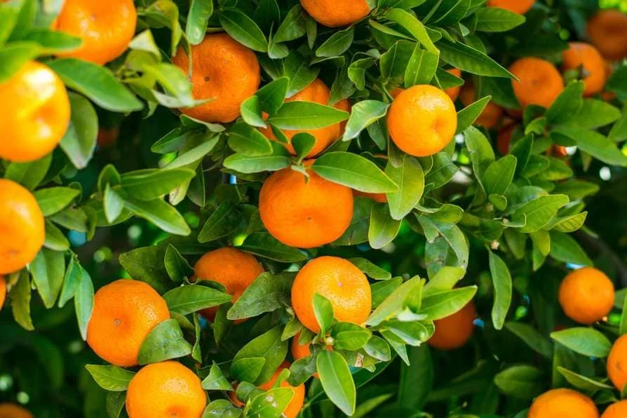 Buy mandarin fresh oranges best in world India