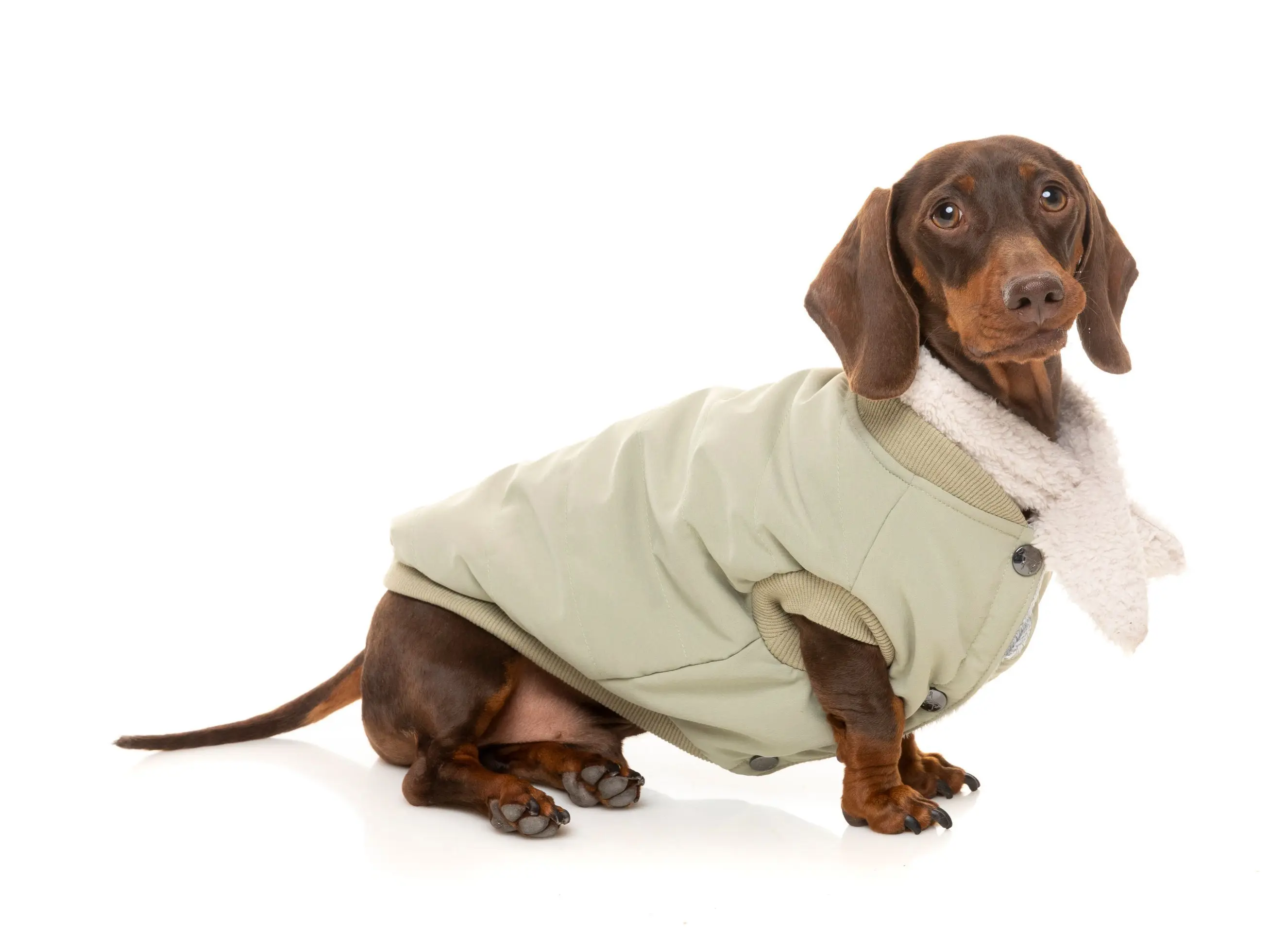 Light Khaki Nordic Bomber Comfortable Adventure Jacket Pet Clothes Recycled Pet Clothes for Dog