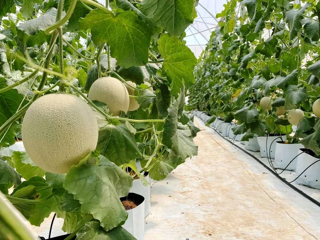 Богатый витамин, подходит для здоровья, 100% натуральная свежая Мускусная Дыня премиум-класса, размер 1,0-2,0 кг, высокое качество, Лучшая цена