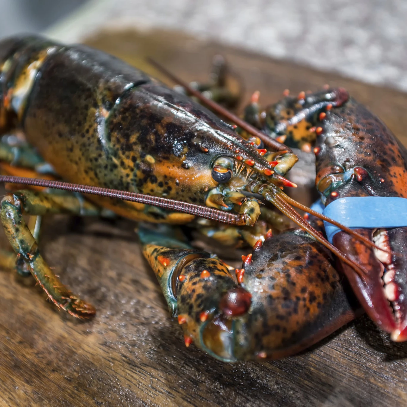 Crab Claws , Lobster and Crab
