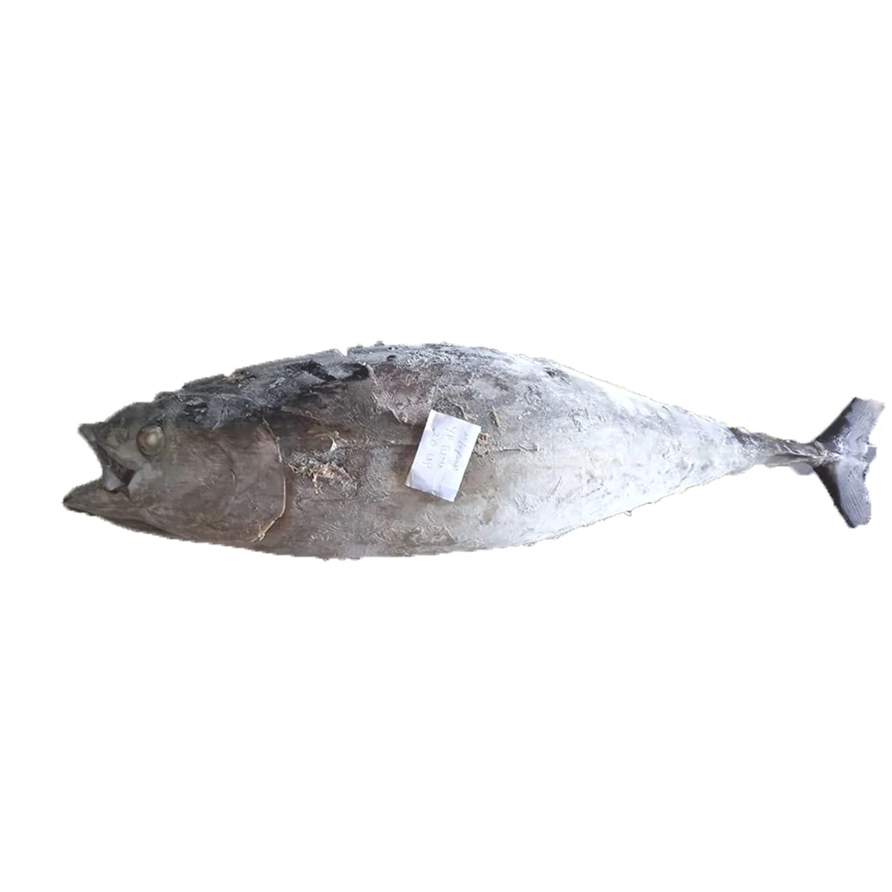 Seafood Body Whole Low-Fat Nutritious 20KG UP Frozen Yellowfin Tuna WR With GMP, ISO, HACCP Certification