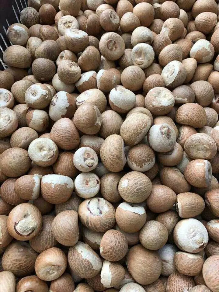  Особая продукция betel nut по конкурентоспособной