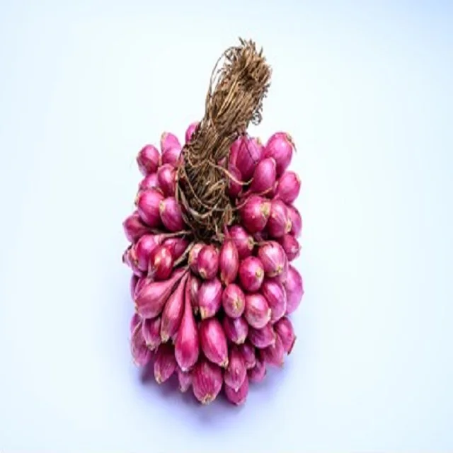 Small Shallot Onion - The Small Shallot onion  way of life.