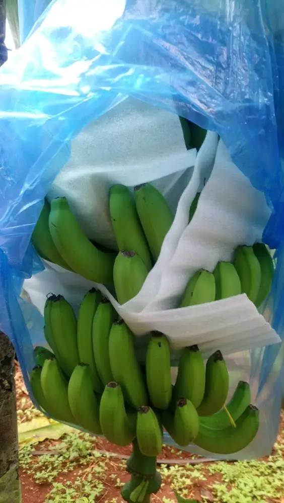 Fresh Cavendish Banana- Grade A from Vietnam- Best choice of tropical fruits