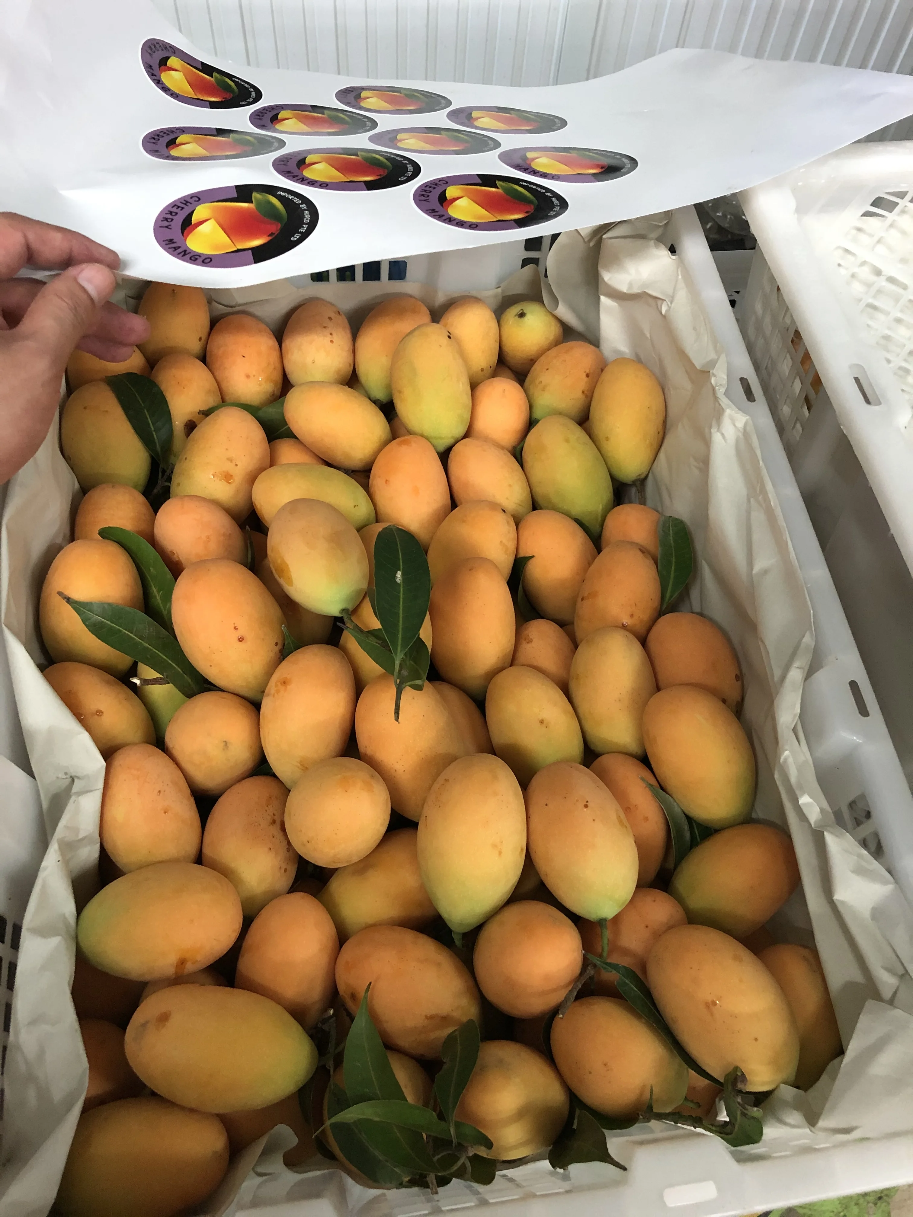 High Quality EWC Brand Thailand Fresh Sherry Mango/ Marian Plum With Small Seeds
