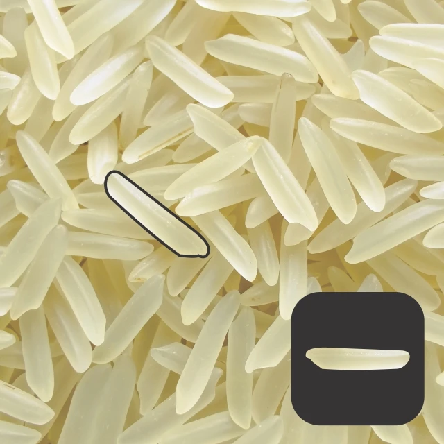 sugandha white Sella Rice