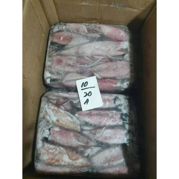Discounted Processed Whole Loligo Squid Frozen Squids