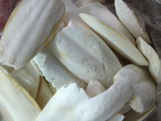 Fresh VIETNAM CUTTLEFISH BONE 2021 Ms. Annie +84 973125732 ( Whapsapp )
