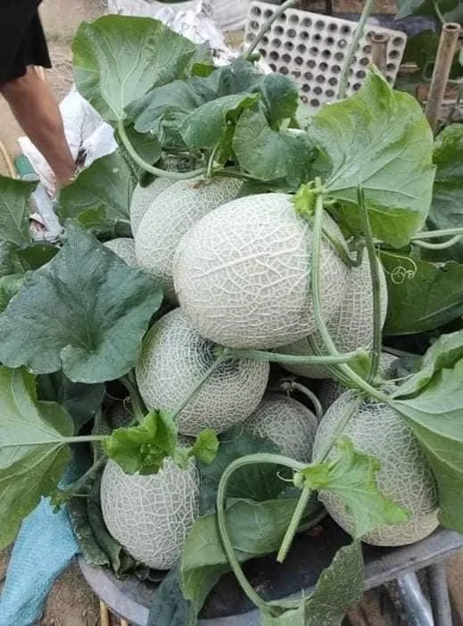 
Fresh catanloupe melon seeds 