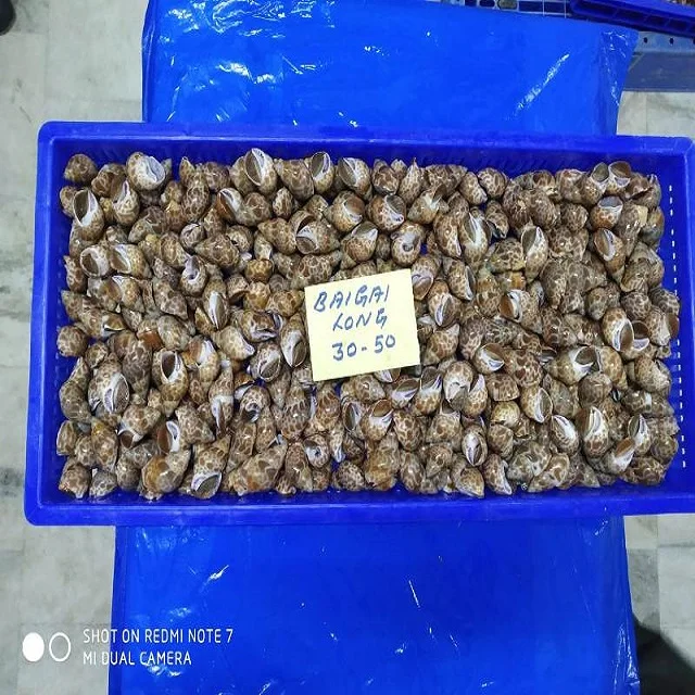  Top quality baigai long tail from India topshell good