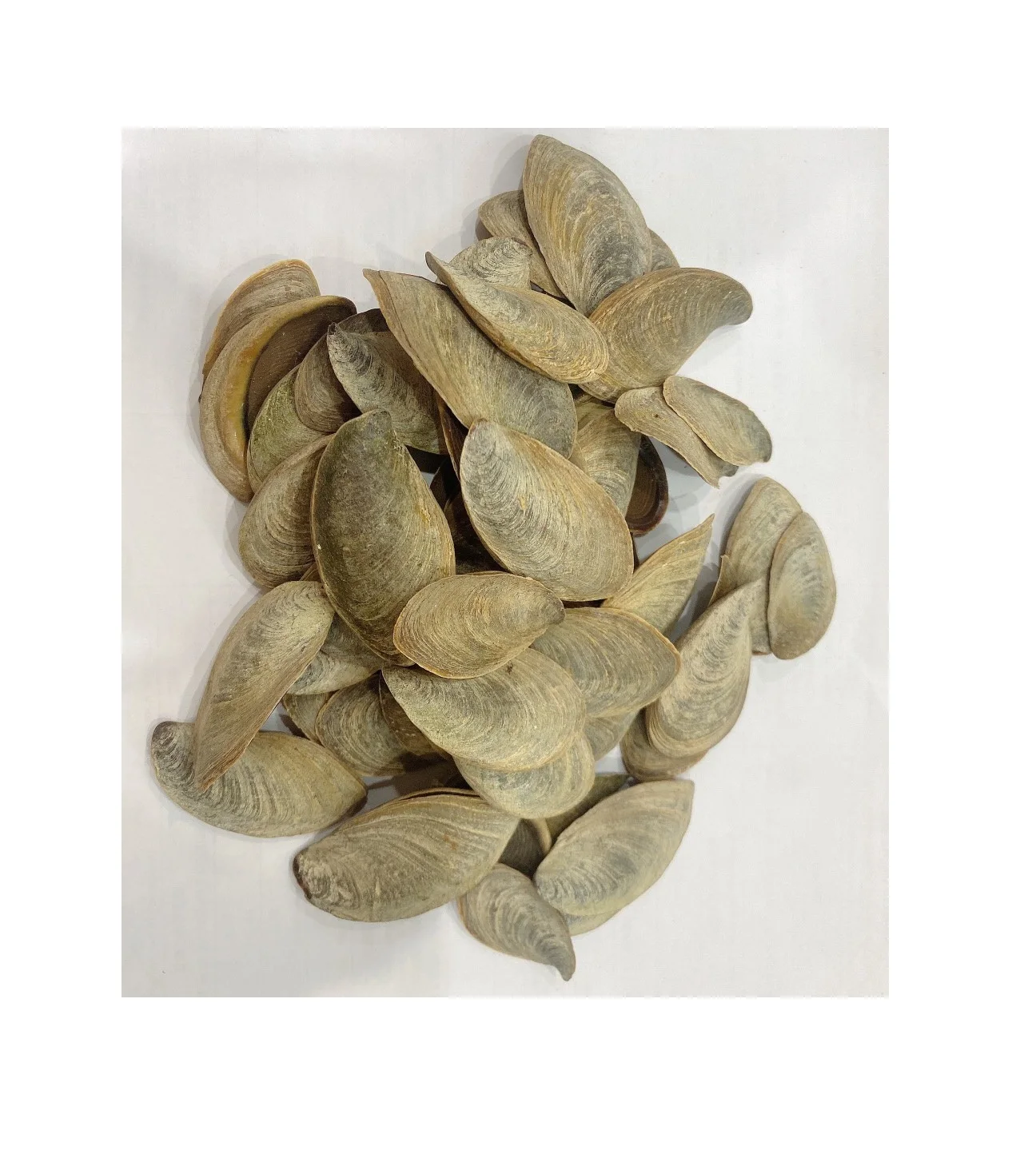 Морская раковина, мурекс-оперкулум, низкая цена, мурекс-улитка, качественный оперкулум, оболочка