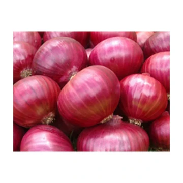 
Natural grown Quality Fresh Red Onion  (1600194409530)