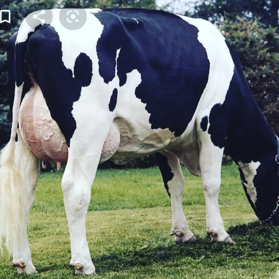 Чистый белый корм для беременных гигантский надувной Holstein скот и свежие яйца
