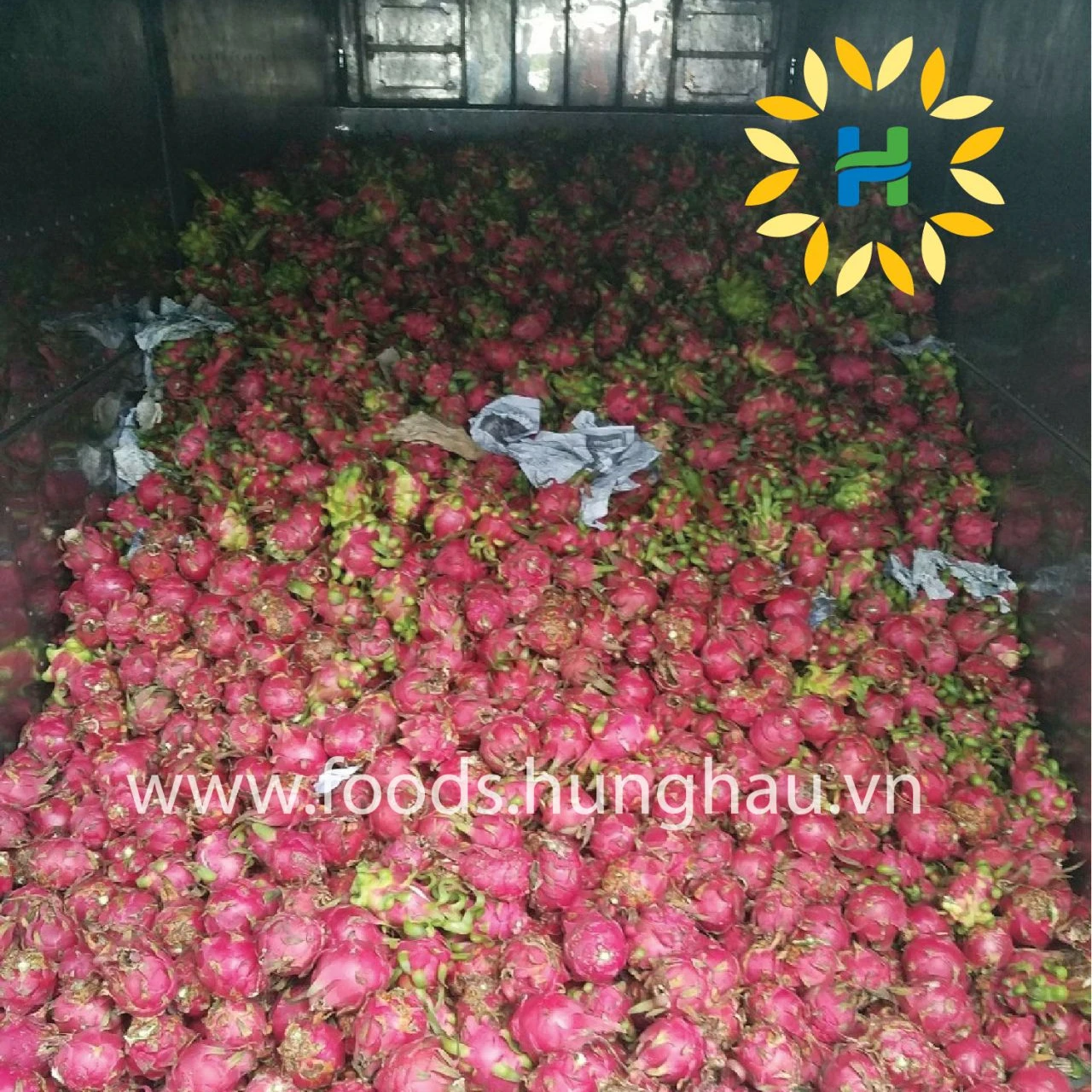 Свежий фрукт дракона оптом для экспорта.