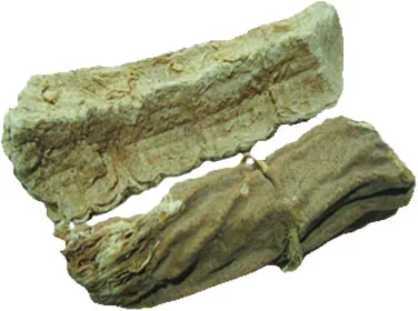 COSTUS ROOTS WHITE QIST BEHRI KUTH SHREEN Saussurea lappa Qist hindi kuth talkh Indian costu Q