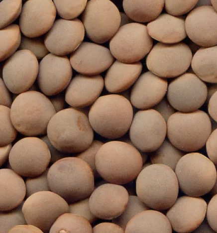 
Nipper - small Australian Red lentils 