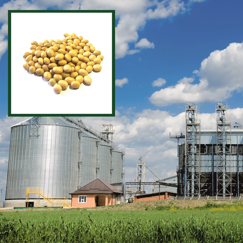 High quality soybean 25/50 kg bags or in bulk, from manufacturer